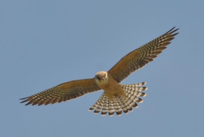 Falco cuculo F                     